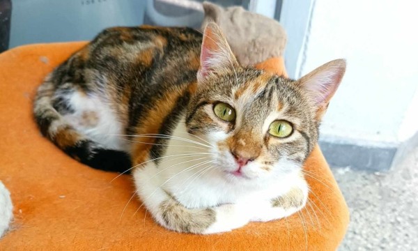 SHIRIN is eagerly waiting for a home - your new loyal friend from the shelter