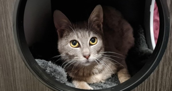 SIVA is eagerly waiting for a home - your new loyal friend from the shelter
