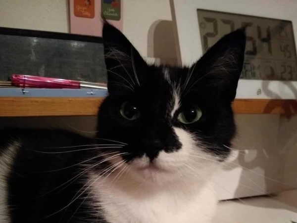 SOLEA is eagerly waiting for a home - your new loyal friend from the shelter