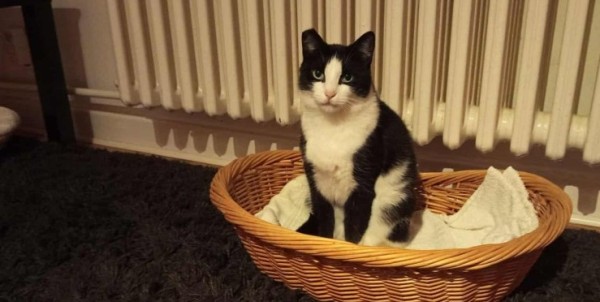 SORAYA is eagerly waiting for a home - your new loyal friend from the shelter