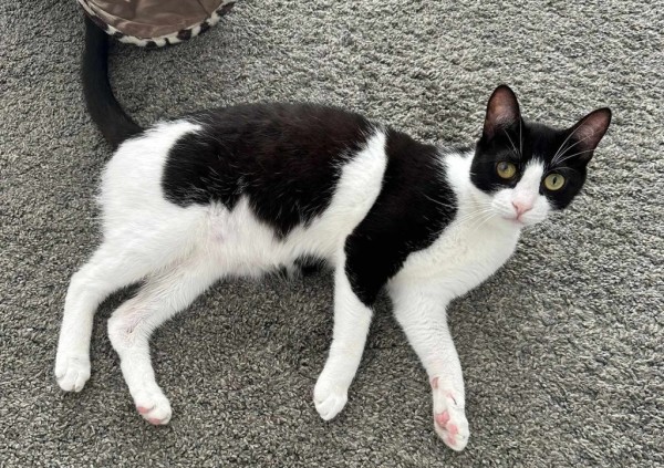 STIVAN is eagerly waiting for a home - your new loyal friend from the shelter