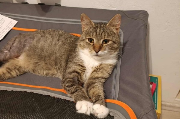 TIGI is eagerly waiting for a home - your new loyal friend from the shelter