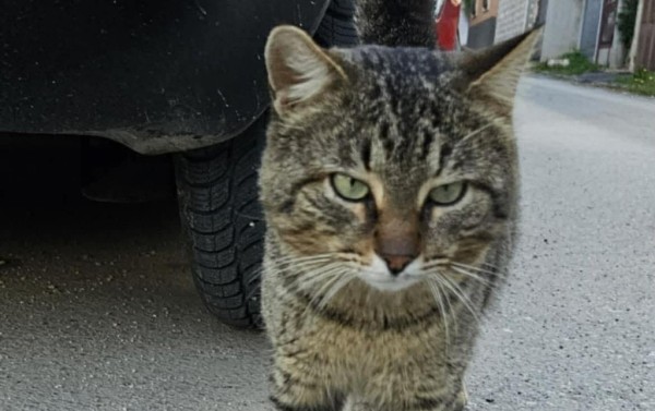 TIGRICH is eagerly waiting for a home - your new loyal friend from the shelter