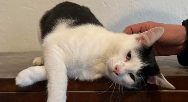 TIMO is eagerly waiting for a home - your new loyal friend from the shelter