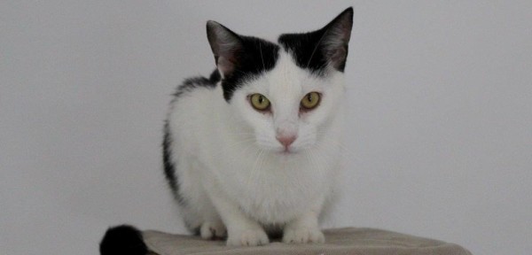 TIMOTI is eagerly waiting for a home - your new loyal friend from the shelter