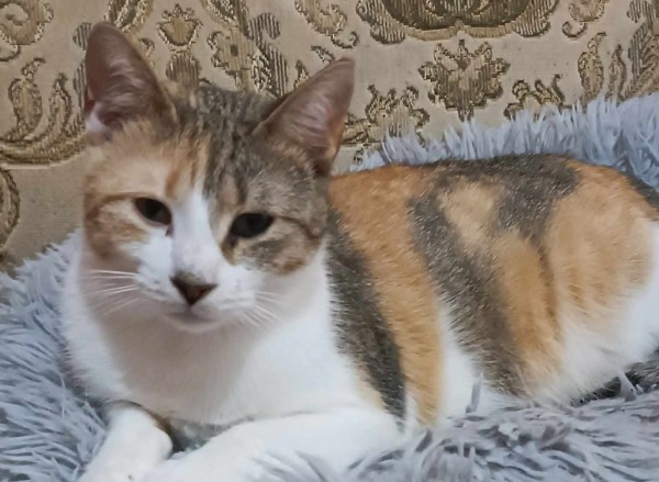 TITA is eagerly waiting for a home - your new loyal friend from the shelter