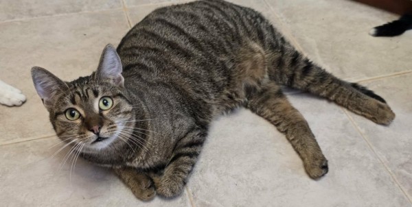 TITI is eagerly waiting for a home - your new loyal friend from the shelter