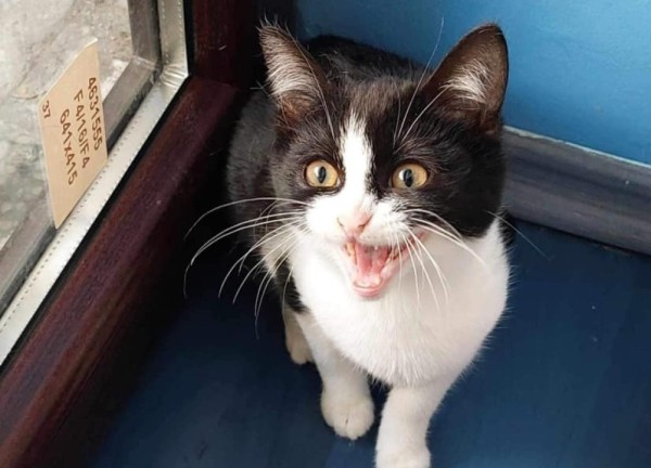 VENI is eagerly waiting for a home - your new loyal friend from the shelter