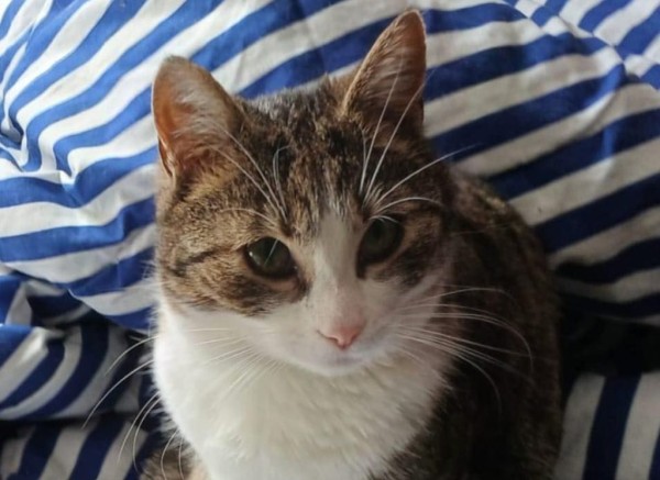 ZAGGY is eagerly waiting for a home - your new loyal friend from the shelter