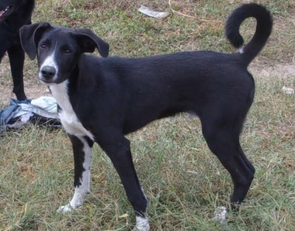 PITAR is eagerly waiting for a home - your new loyal friend from the shelter