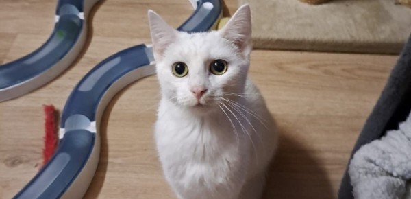 ZORA is eagerly waiting for a home - your new loyal friend from the shelter