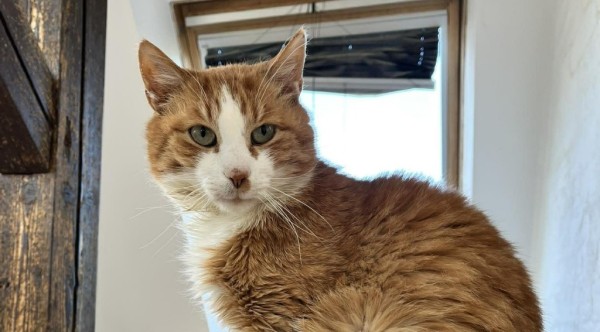 ZUNO is eagerly waiting for a home - your new loyal friend from the shelter