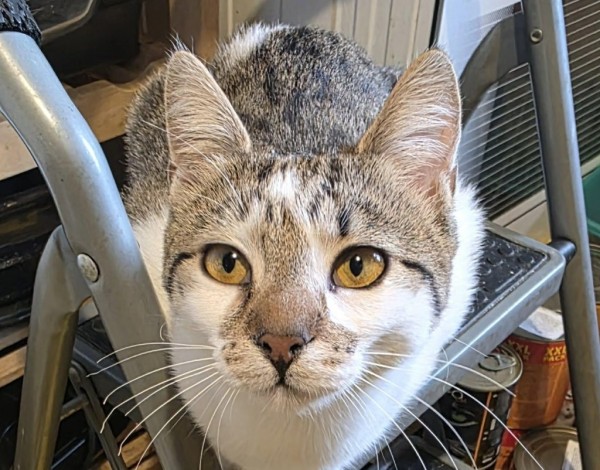 WANDA is eagerly waiting for a home - your new loyal friend from the shelter