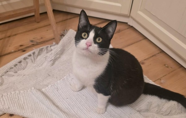 WALLI is eagerly waiting for a home - your new loyal friend from the shelter