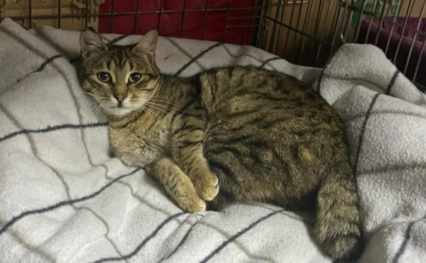 TRACY is eagerly waiting for a home - your new loyal friend from the shelter