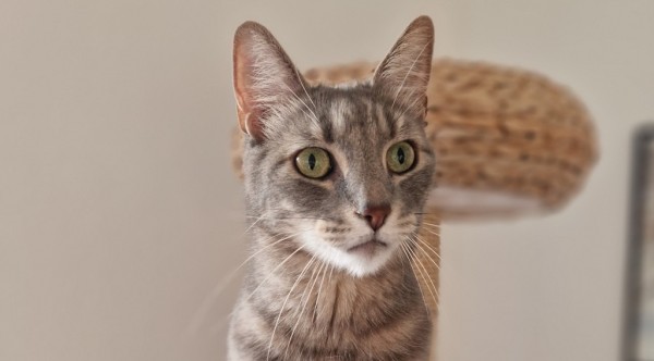 SMOKEY is eagerly waiting for a home - your new loyal friend from the shelter