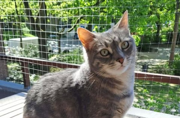 SLAVEJA is eagerly waiting for a home - your new loyal friend from the shelter