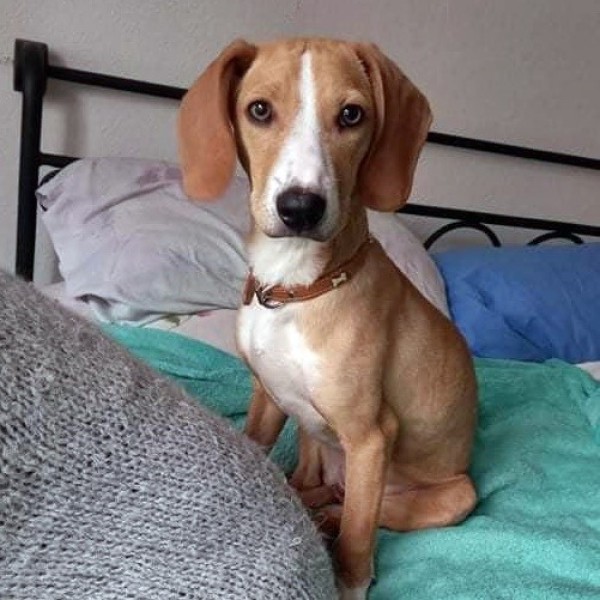 RIKICA is eagerly waiting for a home - your new loyal friend from the shelter