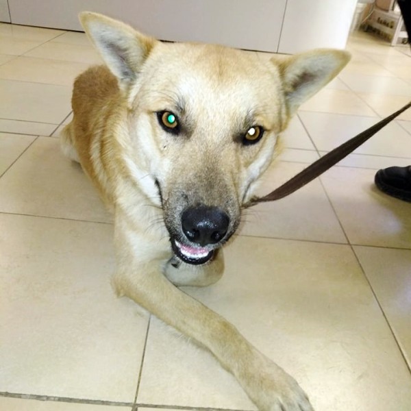 RIKO is eagerly waiting for a home - your new loyal friend from the shelter