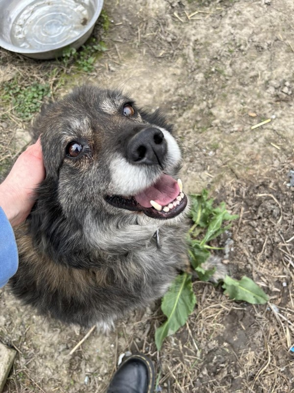 ROCKO is eagerly waiting for a home - your new loyal friend from the shelter