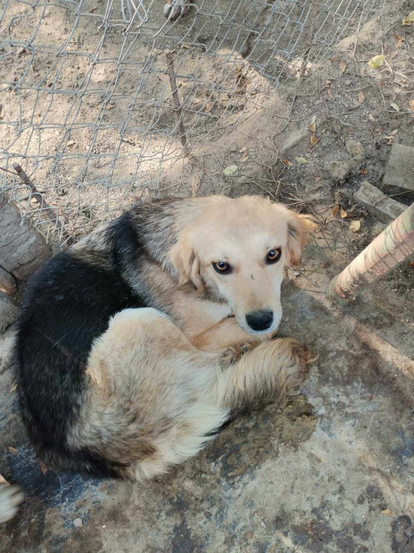 ROSE is eagerly waiting for a home - your new loyal friend from the shelter
