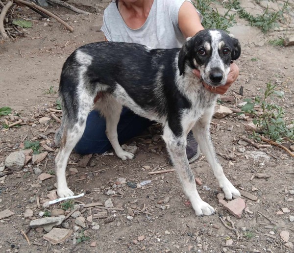 SALLY is eagerly waiting for a home - your new loyal friend from the shelter