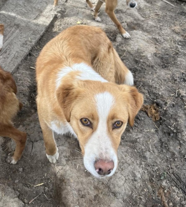 SELY is eagerly waiting for a home - your new loyal friend from the shelter