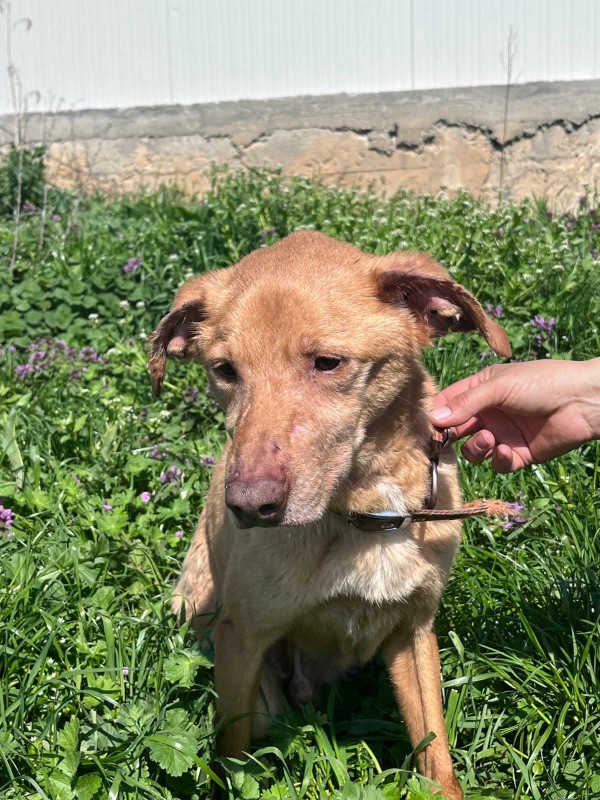 SHRIMP is eagerly waiting for a home - your new loyal friend from the shelter