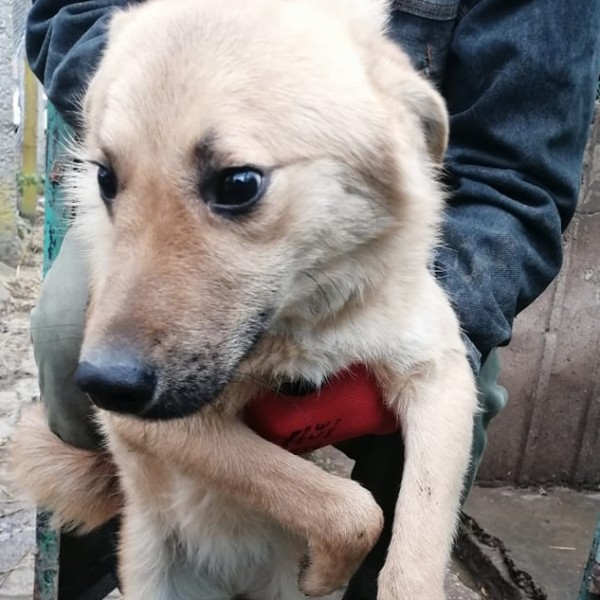 SILLI is eagerly waiting for a home - your new loyal friend from the shelter