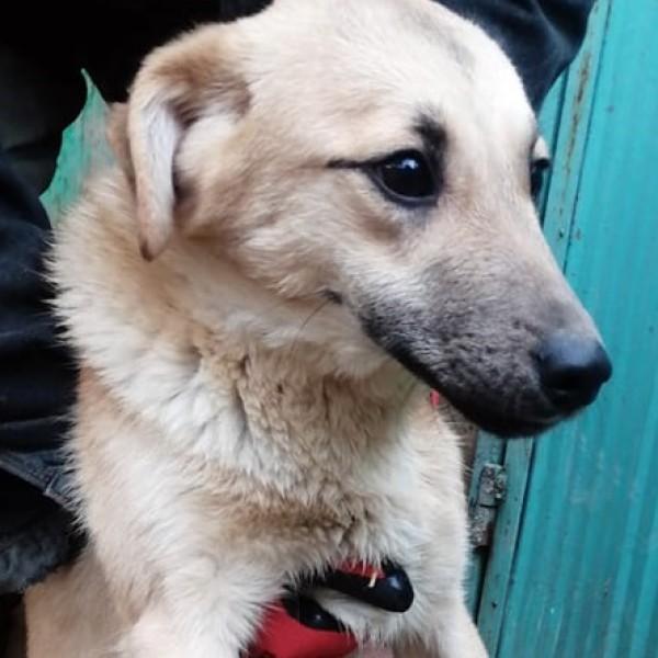 SILO is eagerly waiting for a home - your new loyal friend from the shelter