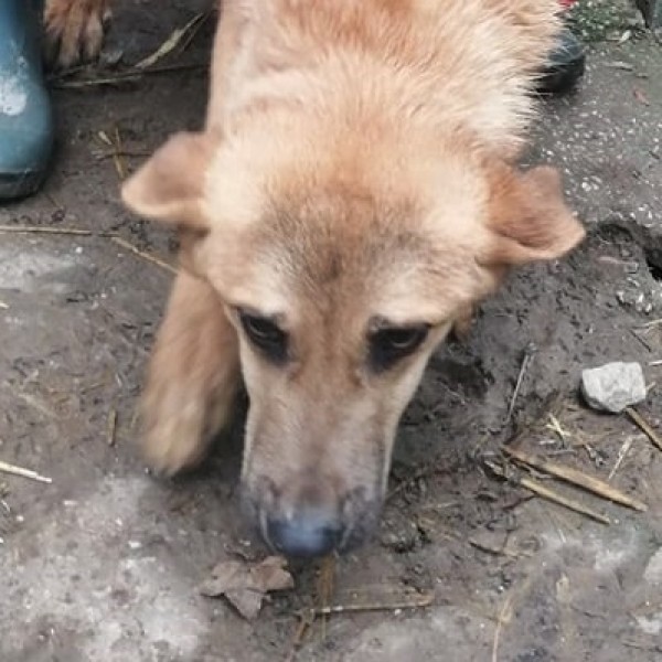 SIMANO is eagerly waiting for a home - your new loyal friend from the shelter