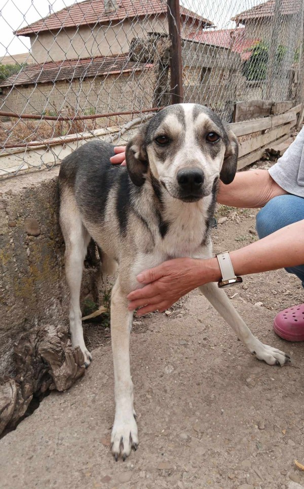 SISSY is eagerly waiting for a home - your new loyal friend from the shelter