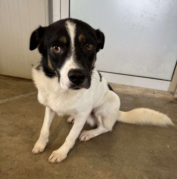 SKIPI is eagerly waiting for a home - your new loyal friend from the shelter