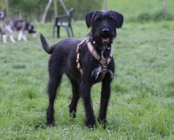 SKY is eagerly waiting for a home - your new loyal friend from the shelter