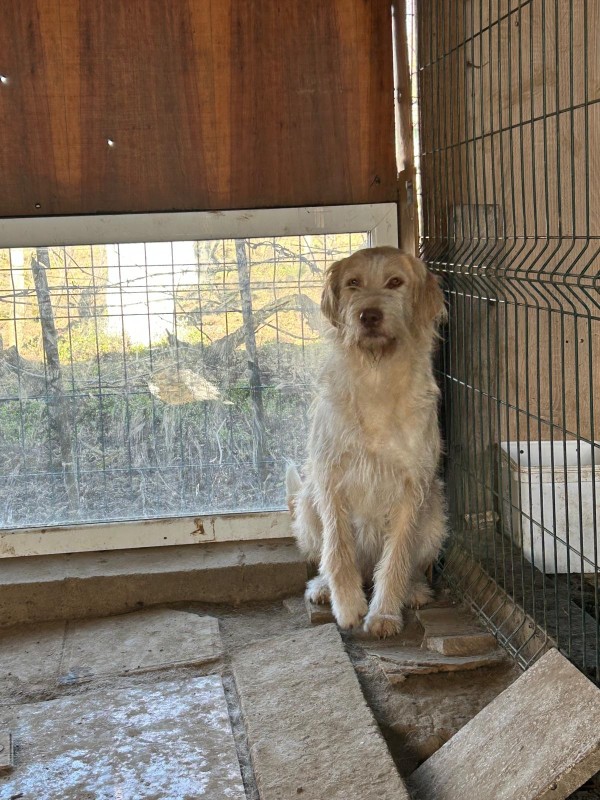 STELLA is eagerly waiting for a home - your new loyal friend from the shelter