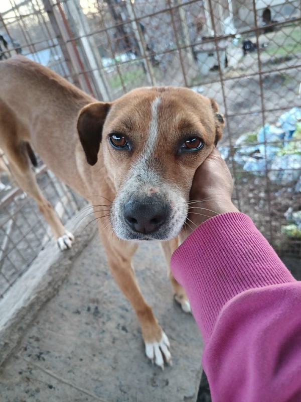 STELY is eagerly waiting for a home - your new loyal friend from the shelter