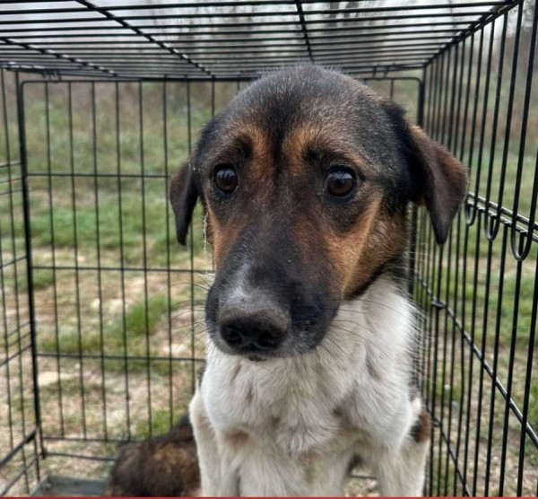 CLARISSA is eagerly waiting for a home - your new loyal friend from the shelter