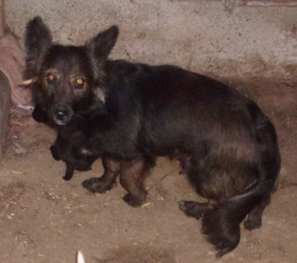 ZELIA is eagerly waiting for a home - your new loyal friend from the shelter