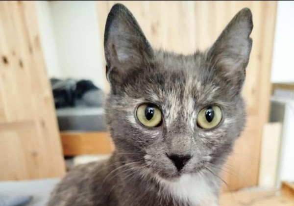 AMANDA is eagerly waiting for a home - your new loyal friend from the shelter
