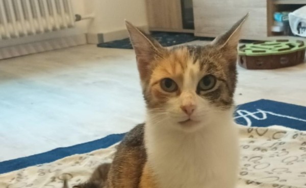 SIMMA is eagerly waiting for a home - your new loyal friend from the shelter