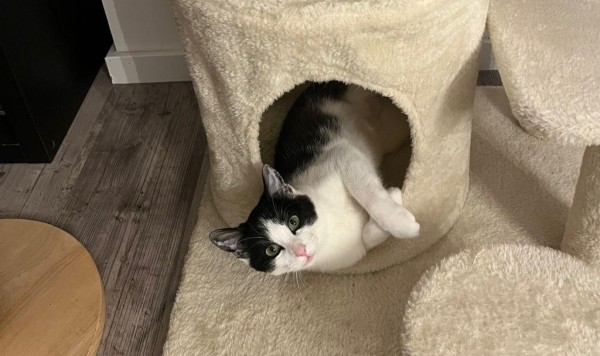 EMME is eagerly waiting for a home - your new loyal friend from the shelter