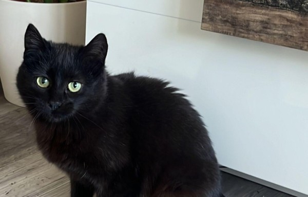 ELFI is eagerly waiting for a home - your new loyal friend from the shelter