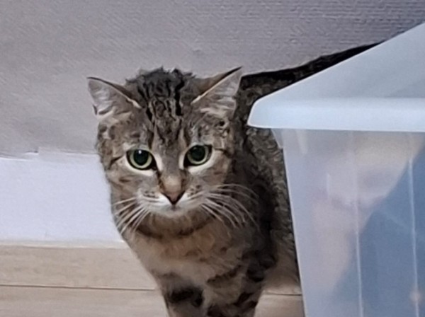JOANNA is eagerly waiting for a home - your new loyal friend from the shelter