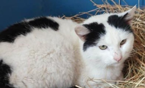 PERRY is eagerly waiting for a home - your new loyal friend from the shelter