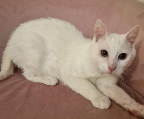 MS SNOW is eagerly waiting for a home - your new loyal friend from the shelter