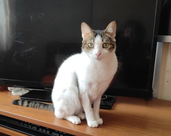 DARA is eagerly waiting for a home - your new loyal friend from the shelter