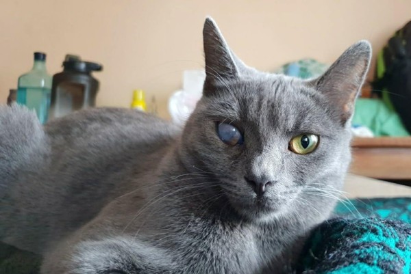 KARI is eagerly waiting for a home - your new loyal friend from the shelter