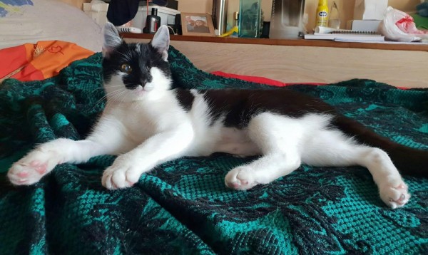 KITI is eagerly waiting for a home - your new loyal friend from the shelter