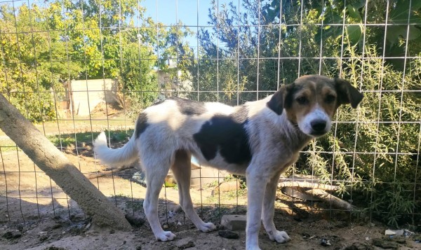ABIGEIL is eagerly waiting for a home - your new loyal friend from the shelter