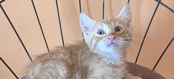 MAKS is eagerly waiting for a home - your new loyal friend from the shelter